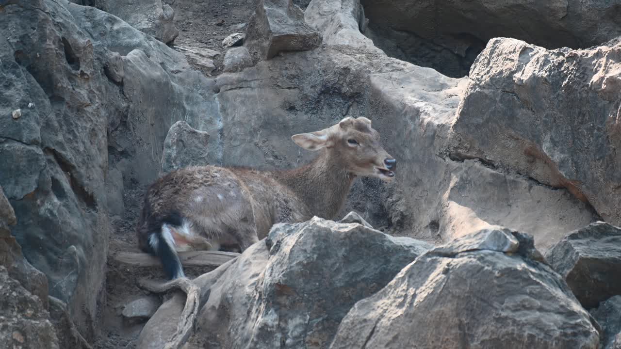 un individuo joven que rumia mientras descansa en las rocas, también sacude la cola para ahuyentar moscas y mosquitos