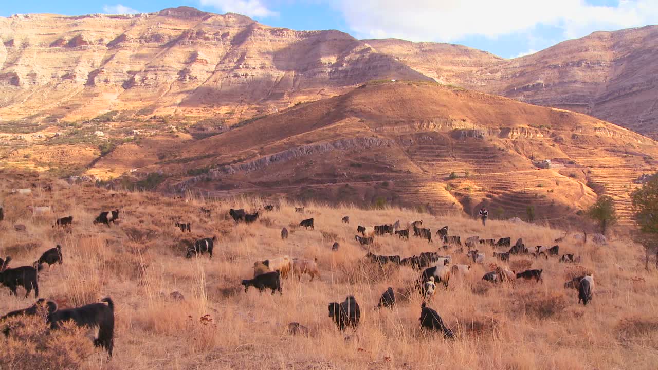 레바논 북부의 아름다운 언덕에서 목자들이 염소 떼를 치고 있다.