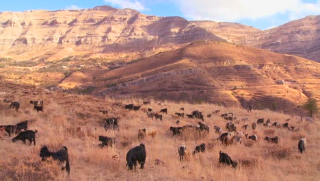 shepherds herd goats in the beautiful hills of northern lebanon glow in the sun 1