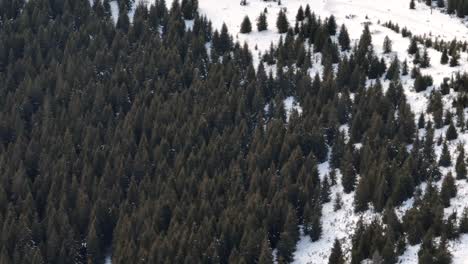 Vuelo-Corto-Sobre-Un-Hermoso-Bosque-De-Abetos-Hacia-Las-Montañas-Apuseni,-Rumania