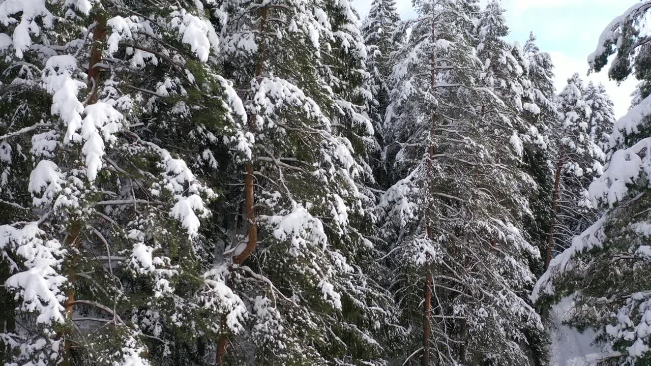 드론 비행 독일의 블랙 포레스트의 눈  ⁇ 인 풍경