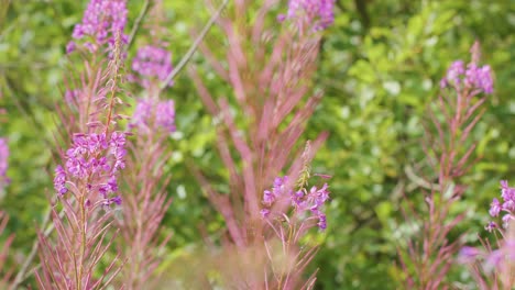 a bee moves among vibrant pink wildflowers in a lush green meadow, captured in natural daylight with gentle camera panning and shallow depth of field