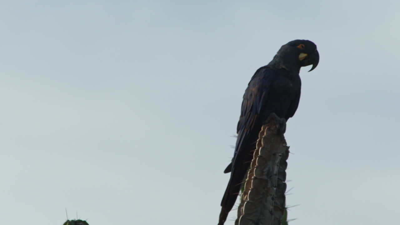 lear guacamayo en cactu de caatinga brasil