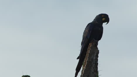 Lear-Ara-Auf-Kaktus-Von-Caatinga-Brasilien