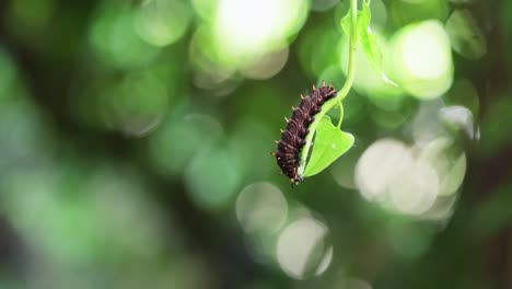 time-lapse golden edge butterfly caterpillar polydamas swallowtail