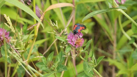 Burnet-Motte-Mit-Sechs-Flecken,-Die-Auf-Einem-Lila-Blühenden-Klee-Sitzt