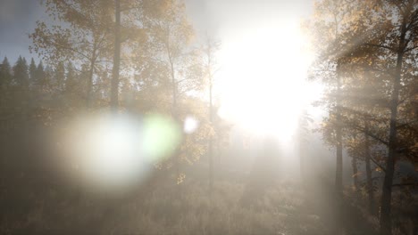 sun beams through trees