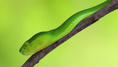 La-Víbora-De-Labios-Blancos-Es-Una-Víbora-Venenosa-Endémica-Del-Sudeste-Asiático-Y-A-Menudo-Se-Encuentra-Durante-La-Noche-Esperando-En-Una-Rama-O-Rama-De-Un-árbol-Cerca-De-Un-Cuerpo-De-Agua-Con-Muchos-Alimentos