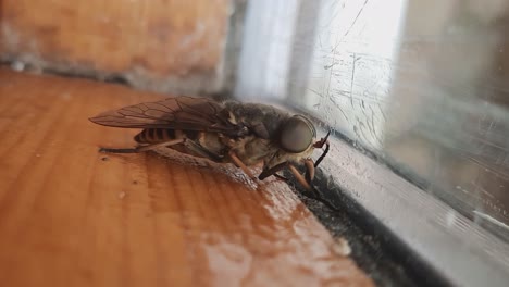 Close-Up-Of-Horse-Fly-Tabanidae-Diptera-Insect-On-A-Window-Glass