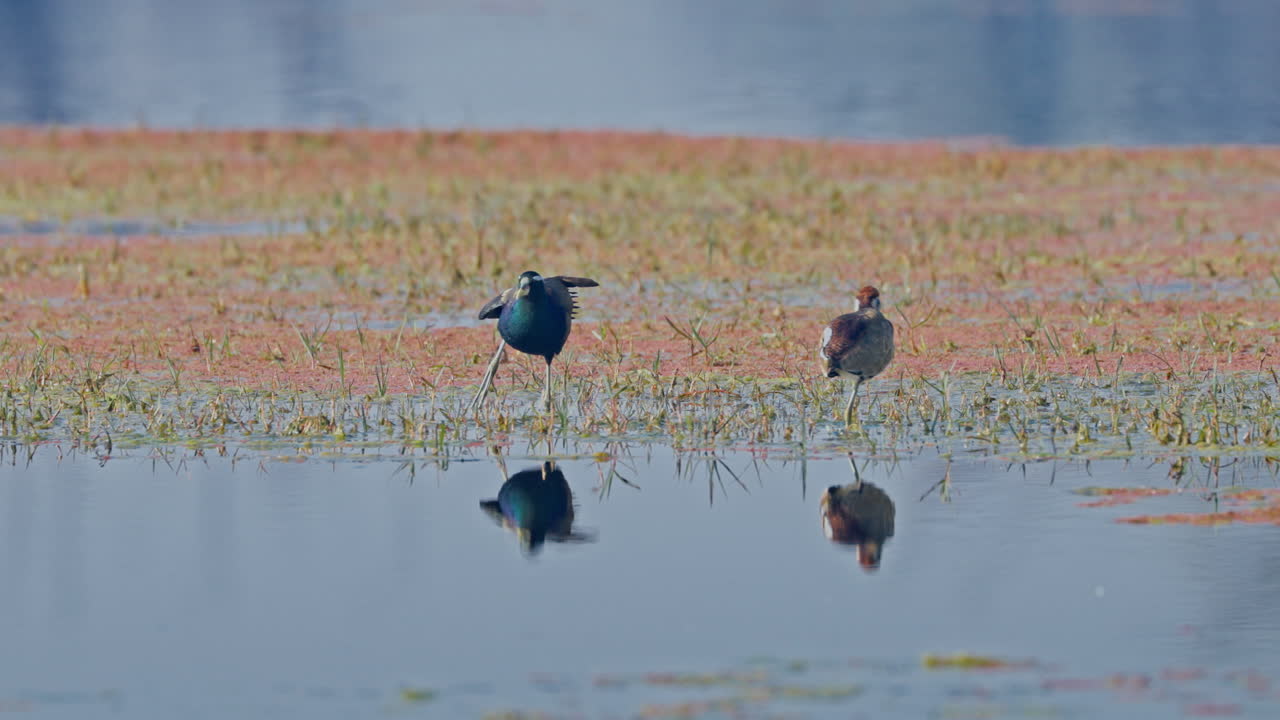 Two bronze winged jacanas standing and looking for food in the lake in keoladeo bird sanctuary, Metopidius indicus, ecosystem, India.