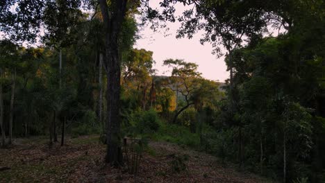 disparo de avión no tripulado que comienza junto a una cabaña forestal y vuela hacia la selva tropical de misiones, argentina sobre las copas de los árboles al atardecer