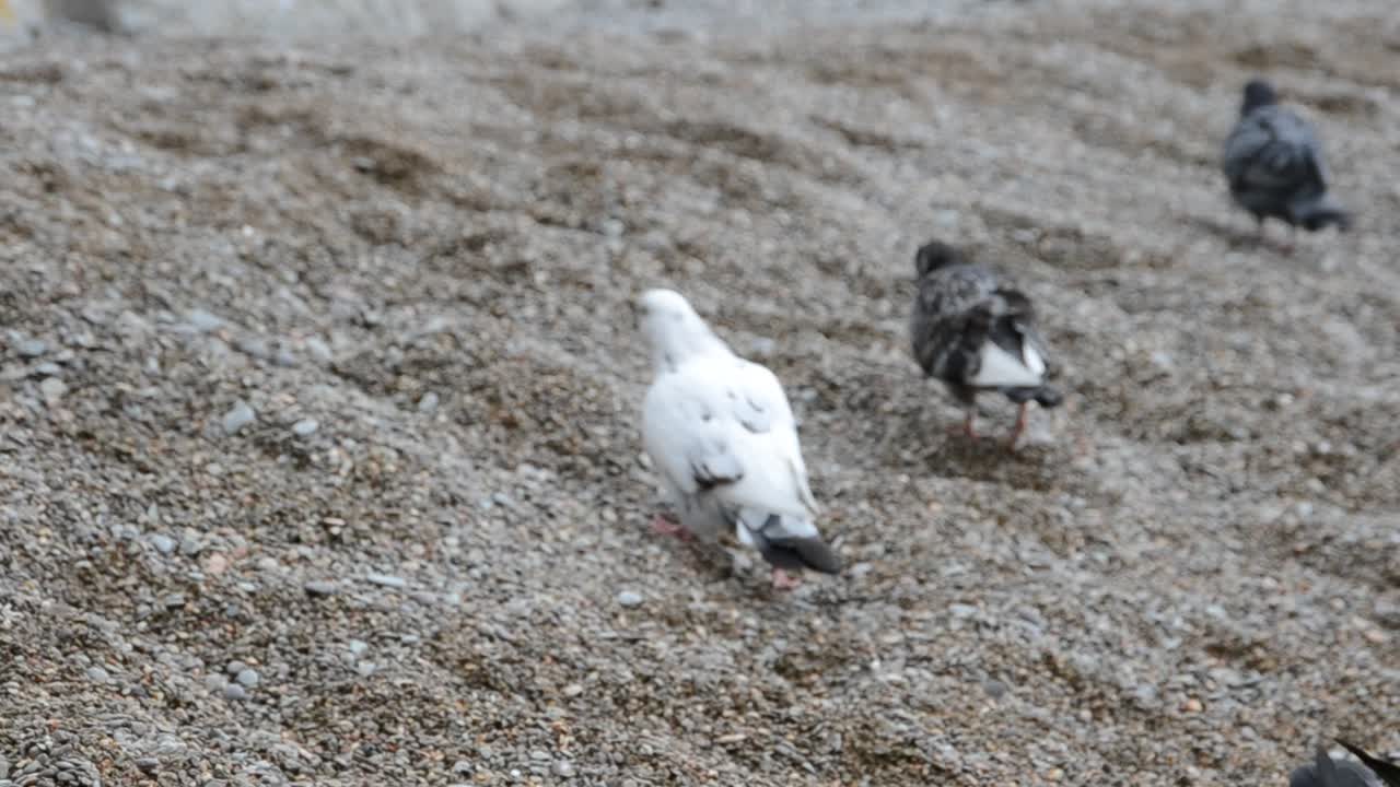 Pombo