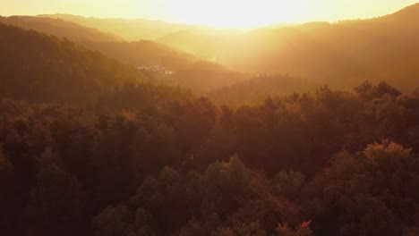 Aerial-view-of-thick-forest-full-of-trees-illuminated-by-intense-sunset-light,-tilt-down