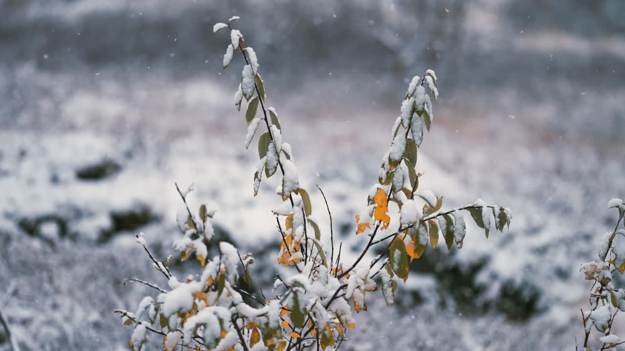 La prima neve leggera cade lentamente sulle foglie autunnali colorate