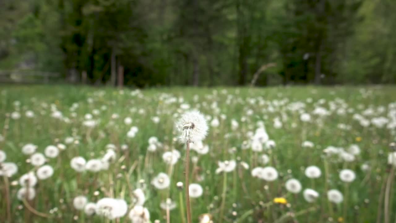 bohinj와 bohinj 호수 근처 슬로베니아의 봄 꽃