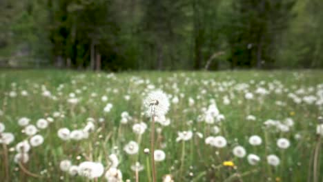 flores de primavera en eslovenia cerca de bohinj y el lago bohinj