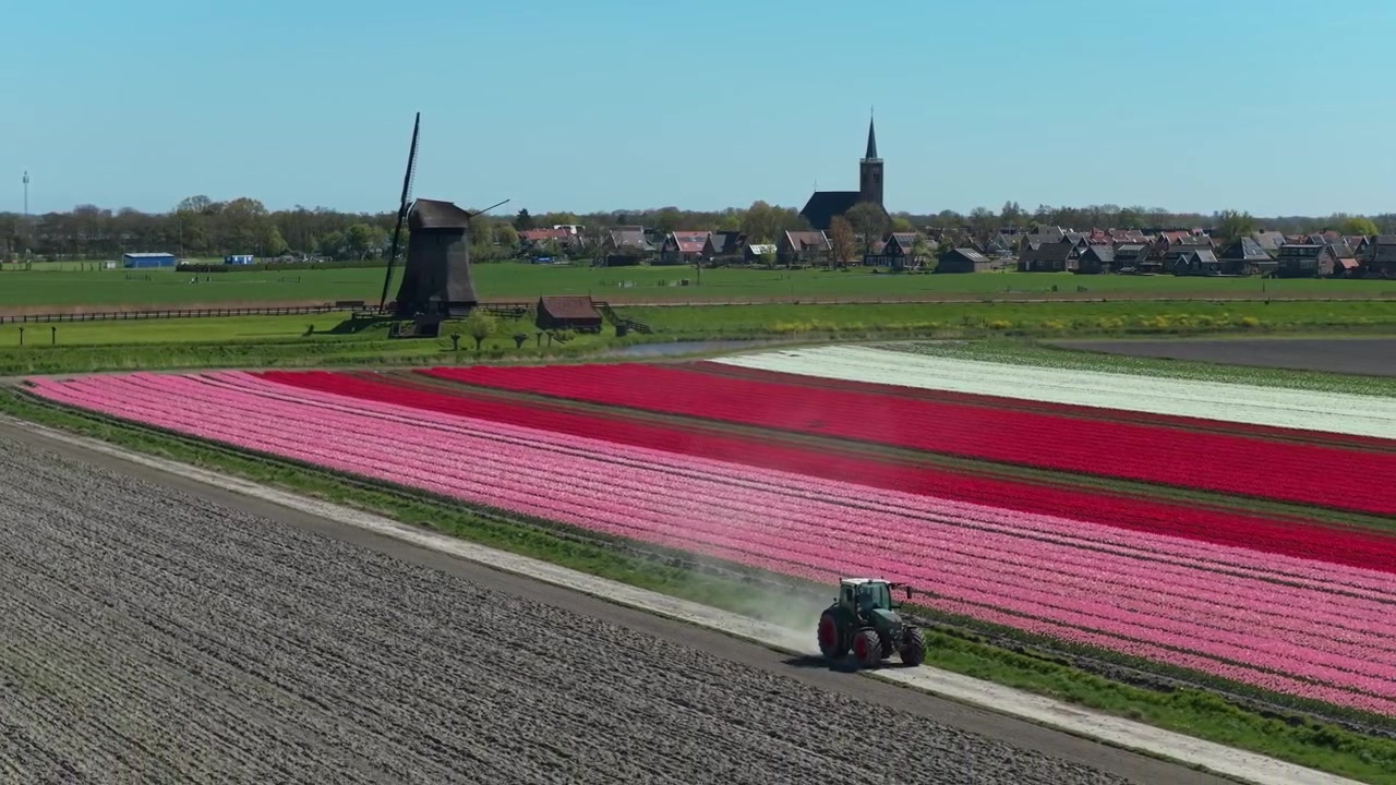 Trattore agricolo al lavoro in un vivace campo di tulipani durante la primavera nei Paesi Bassi. Vista panoramica della campagna con un mulino a vento storico.