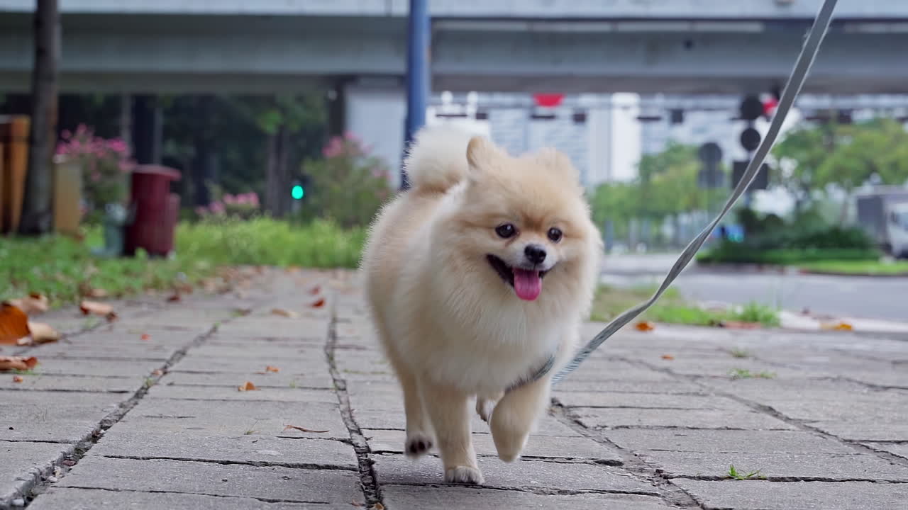 장난기 많은 귀여운 포메라니안 스피츠 강아지의 느린 동작이 거리의 카메라를 향해 달리고 있습니다.