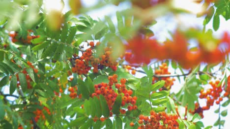 Rowan-berries-on-a-green-branch-at-sunny-summer-day,-medium-shot