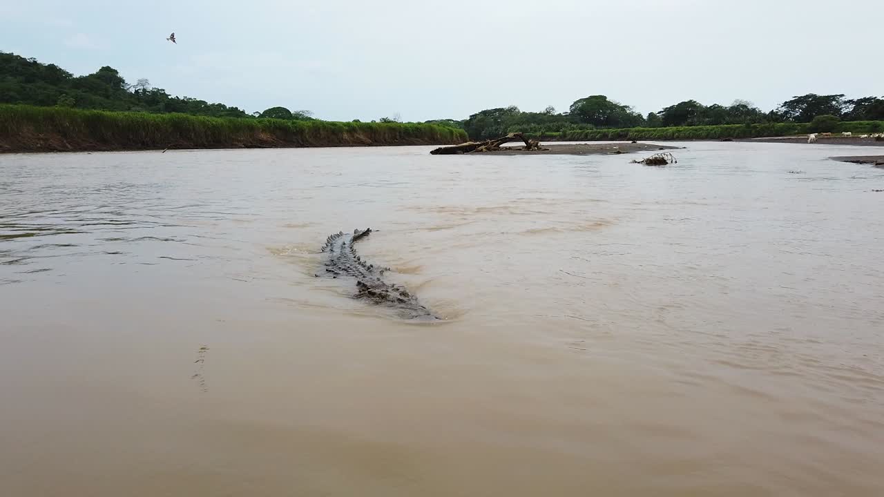 acercándose a un cocodrilo en un río en costa rica.