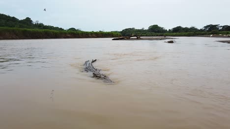 Annäherung-An-Ein-Krokodil-In-Einem-Fluss-In-Costa-Rica