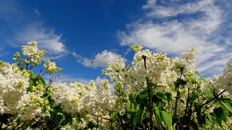 A-close-up-of-jasmine-plants-in-the-yard-beneath-a-crystal-clear-sky