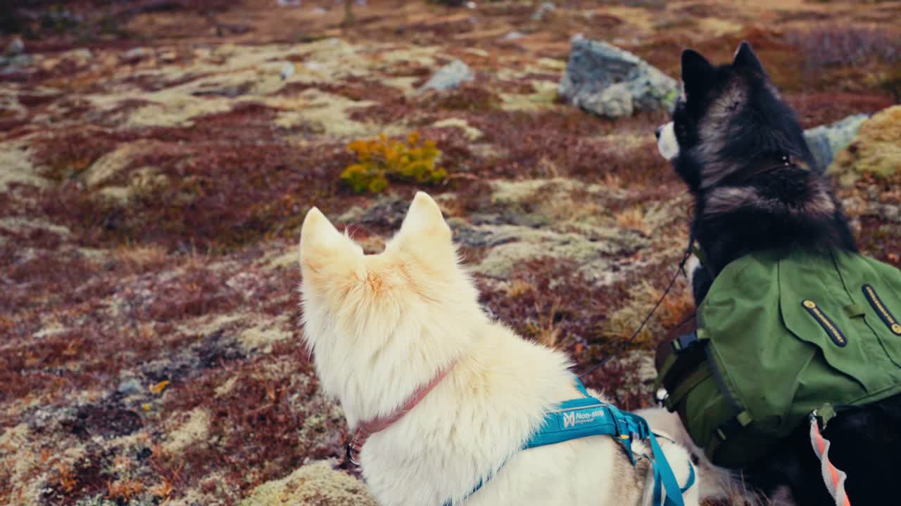 Two Dogs Enjoy a Hike Through Vibrant Autumn Foliage Near Reinsjøen in Åfjord, Trøndelag, Norway - Close Up