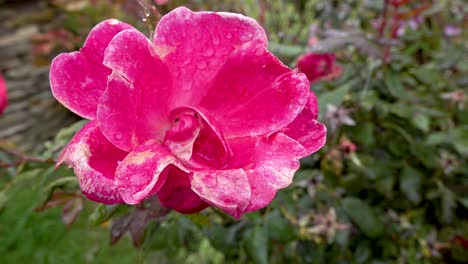 snow gently falling on pink rose