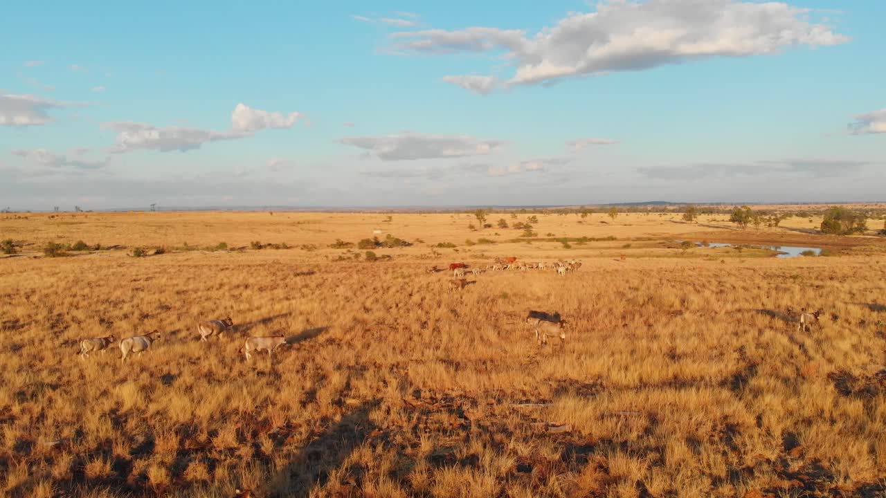 Koeien bij een vijver bij schemering in MacKenzie River, Queensland, Australië
