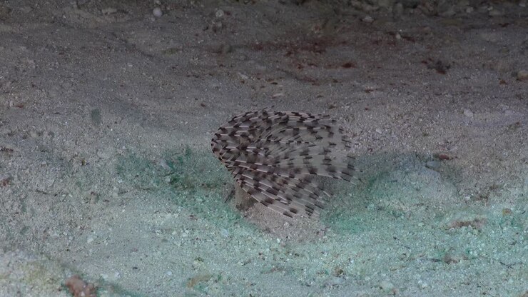 Verme tubicolo che ondeggia nella corrente oceanica.