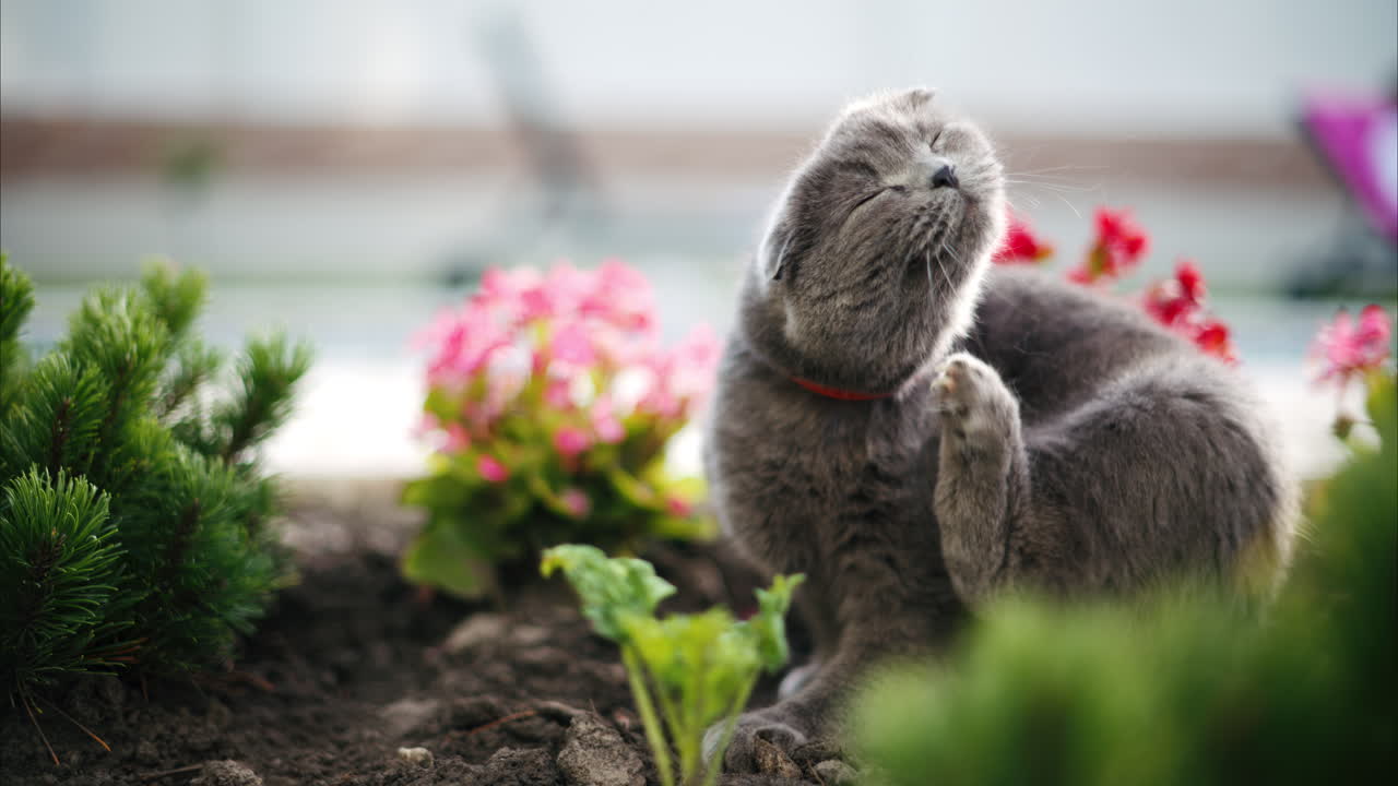 Scottish Fold cat with orange eyes and a red collar scratching itself near flowers, in a garden