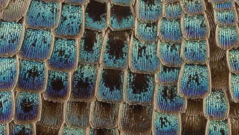 detailed close-up of vibrant scales showcasing iridescent colors and unique texture in nature's artistry
