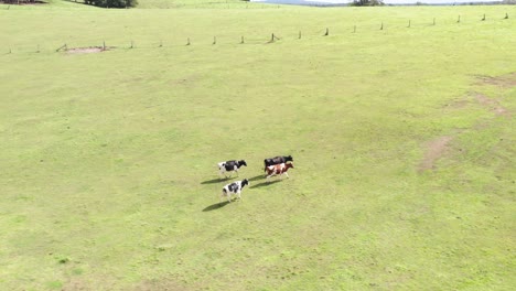 cows walking together in the field