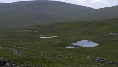 arctic mountainous nature landscape with puddles of water in lush green mountain pastures in jamtland sweden