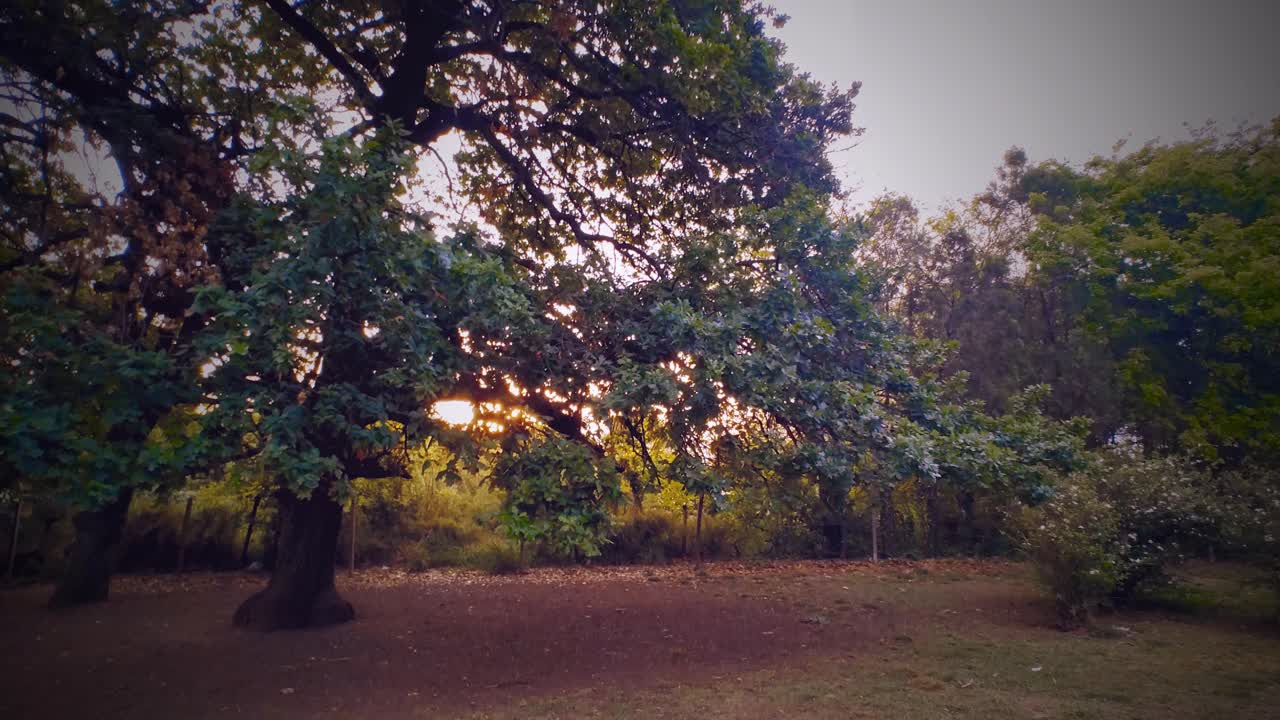 Sun twinkling between a tree&acute;s branches at sunset