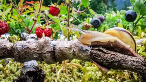 snail slowly creeping along the branch of a tree super macro close-up with slider action