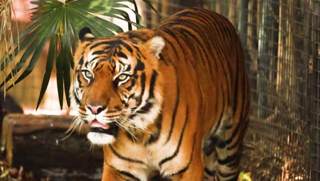 un tigre camina a través de su recinto