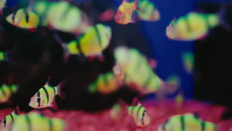 close-up of brilliant yellow, black, white striped tropical fish shoal