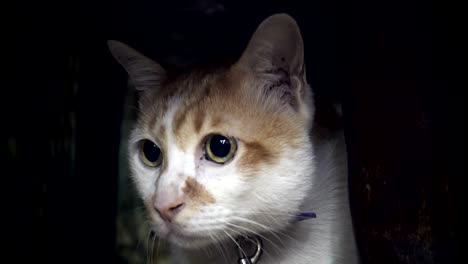 domestic cat is under the table and looking for something and scared