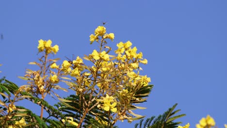 las abejas pequeñas vuelan alrededor de la hermosa poinciana amarilla floreciente, peltophorum dubium, chupan el néctar de las flores, llevan a cabo el proceso de polinización