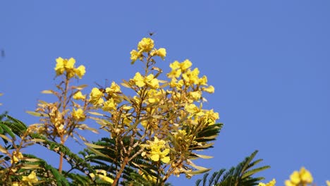 little bees fly around beautiful blooming yellow poinciana, peltophorum dubium, suck up nectar from the flowers, carryout the pollination process