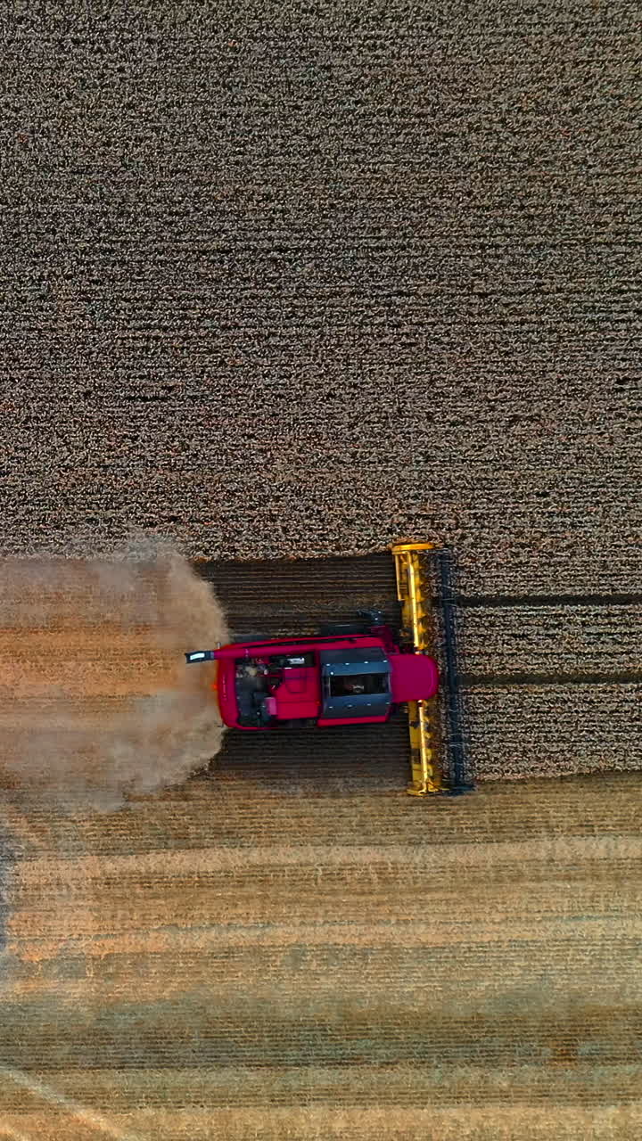Agriulture process in wheat field. Heavy technics gathers crop. Rural landscape. Harvest time. Video from above. Vertical video
