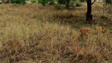 lonely lioness stalking in tall grass on the savannah looking for prey