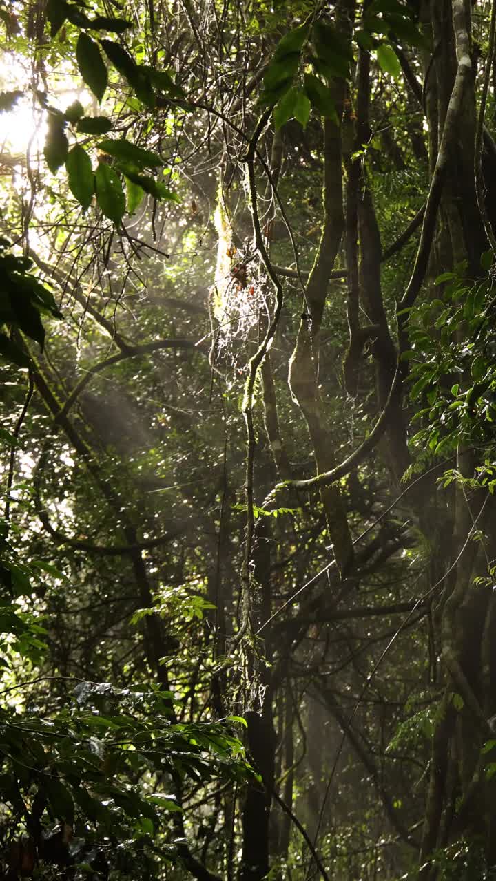Raggi di sole che penetrano la vegetazione lussureggiante di una foresta