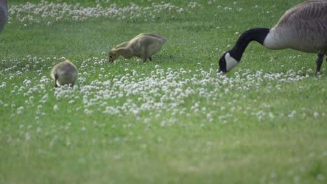 Slow-motion,-family-of-Canada-Goose-and-Goslings-feeding-from-a-grass-lawn