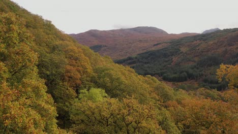 Luftdrohnenansicht-Von-Eichenwaldüberdachungen-Im-Herbst-Oder-Herbst-Mit-Buntem-Laub,-Ariundle,-Highlands,-Schottland