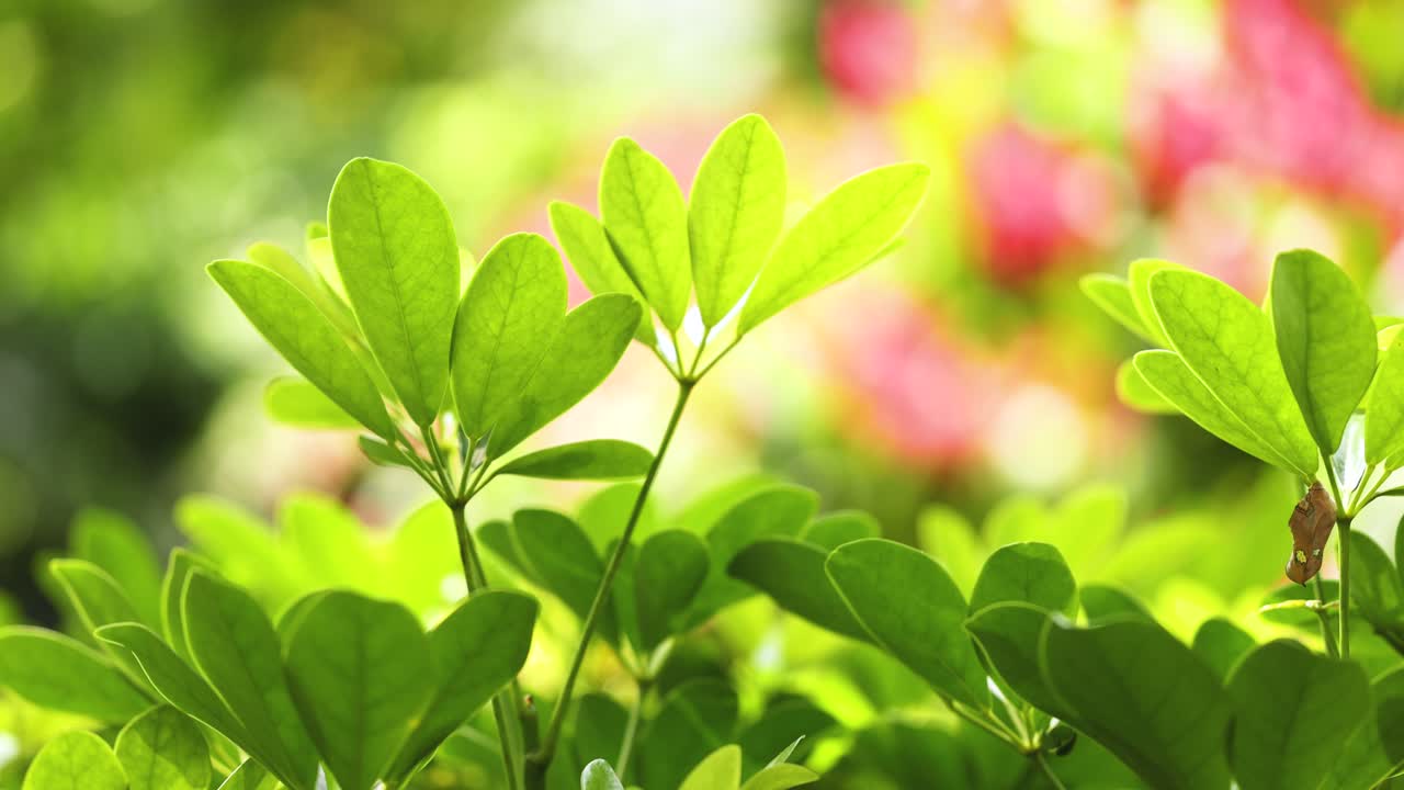 화려한 초록색 잎과 다채로운 흐릿한 배경