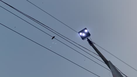 Black-raven-perched-on-electric-wires-under-Electrical