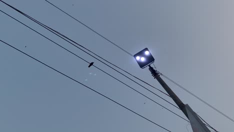 cuervo negro posado sobre cables eléctricos bajo electricidad