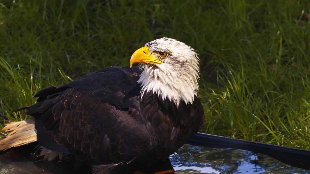 Video of the American bald eagle, slow motion, close up